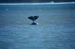 Beluga Whale Fluke 
