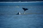 Impressive Beluga Whale Fluke 