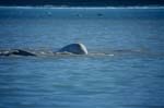 Beluga whale in the Arctic