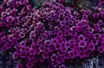 Purple Mountain Saxifrage or.Purple Saxifrage 