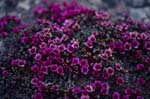 Purple saxifrage flowers mat
