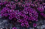 Purple saxifrage on Cape Anne