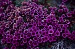 Purple saxifrage - lush flowering cushion 