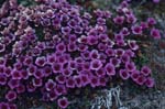 Purple saxifrage - an early bloomers