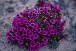 Purple saxifrage - an Arctic flowering plant