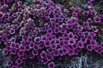 Purple saxifrage - a cold-resistant flowering plant