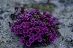 Purple saxifrage despite arctic cold
