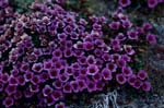 Purple saxifrage - Flower of the Arctic