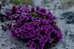 Purple saxifrage (Saxifraga oppositifolia)