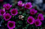 Purple saxifrage - an Arctic eye-catcher