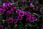 Purple saxifrage - flowering plant of the Arctic