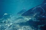 Bull Sharks swimming close to the seabed