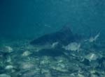 Bullenhai im Flachwasser