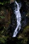 Jungle sough at the Waterfall at Navua River