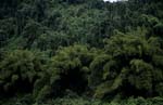 Fiji Green jungle