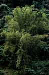 Bamboo Fiji rainforest