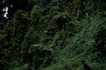 Rainforest Fiji