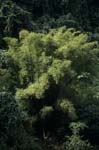 Evergreen bamboo plants in the Fijian rainforest