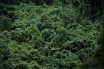 Lush Fiji jungle -Green