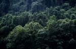 Impressive Fiji rainforest