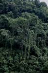 Tropical rain forest