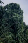 Green Wall in the rain forest