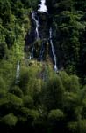 Waterfall and bamboo in the rainforest