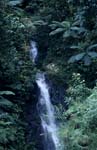 Waterfall in the Evergreen rainforest