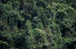 Evergreen Fiji rainforest