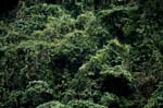 Mysterious Fiji rainforest