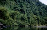 Mysterious dense rainforest on the Navua River