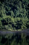 Rainforest is reflected in the Navua River