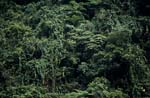 Fiji rainforest - Treasury of the Earth