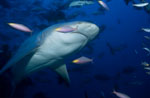 bull-shark-underside