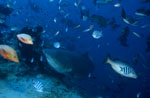 Bull Shark and diver