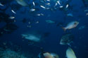 Bull shark surrounded by reef fishes