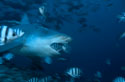 Bull shark with open mouth