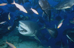 Bull shark, giant trevallys and coral fish