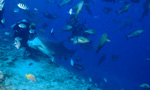 Bull shark bites into fish baits