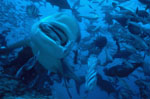 Bull shark with fish bait