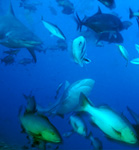 Bull Sharks, Giant Travelly and Twinspot Snapper