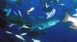 Bull shark, Giant Trevally and coral fishes 