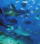 Bull shark, Giant Travellys and coral fishes