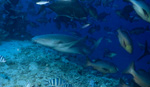 Tawny nurse shark on the reef