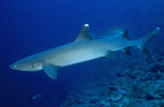 Whitetip reef shark swims along the reef