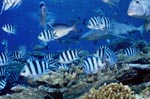 Weissspitzen-Riffhai, Sergeants und Korallenfische