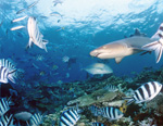 Whitetip reef shark with reef fish