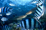 Whitetip reef sharks