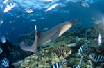 Whitetip reef sharks and diver