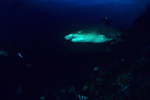 Whitetip reef shark portait